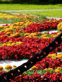 Цветники в центральной части парка.