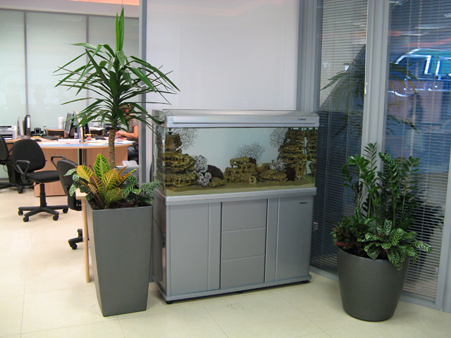 Две композиции из специально подобранных
фитодизайнером растений разместились у
аквариума. Прекрасно дополняя друг
друга, они создают настоящий «живой
уголок» в офисе.