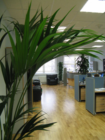 Живые зеленые растения делают офис
респектабельным.